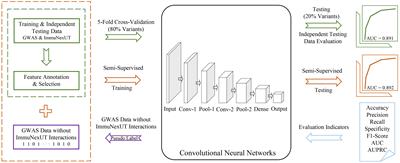 sscNOVA: a semi-supervised convolutional neural network for predicting functional regulatory variants in autoimmune diseases